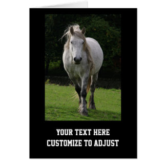 Niedliches Ponyfoto