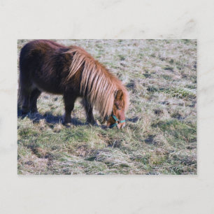 Niedliches Ponyweiden auf dem Paddock. Postkarte