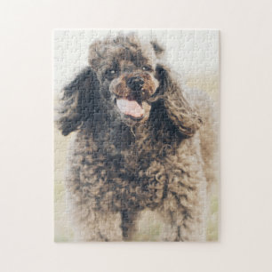 Niedliches Poodle Hund Gesicht lächeln Lächeln
