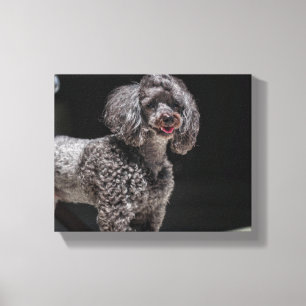 Niedliches Poodle Hund Gesichtshaut Augen Zunge Leinwanddruck