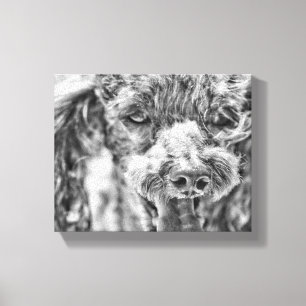 Niedliches Poodle Hund Gesichtshaut Augen Zunge Leinwanddruck