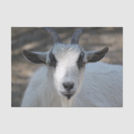 Niedliches Portrait-Foto Seidenpapier