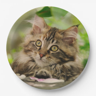Niedliches Porträt-Maine-Waschbär-Katzen-Kätzchen, Pappteller