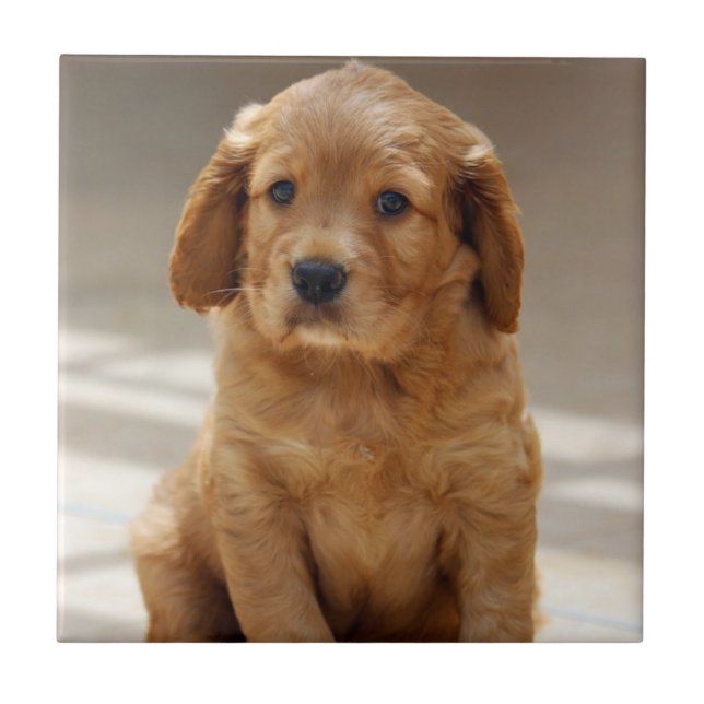 Niedliches Puppy-Portrait-Foto Fliese (Vorderseite)