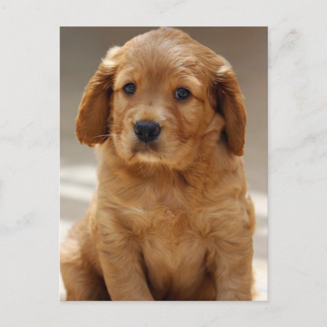Niedliches Puppy-Portrait-Foto Postkarte (Vorderseite)