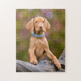 Niedliches puppyeyed Ungar Vizsla