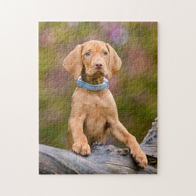 Niedliches puppyeyed Ungar Vizsla (Vertikal)