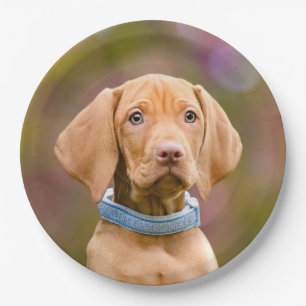Niedliches puppyeyed Ungar Vizsla Hundewelpen-Foto Pappteller