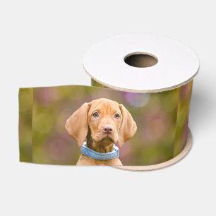 Niedliches puppyeyed Ungar Vizsla Hundewelpen-Foto Ripsband