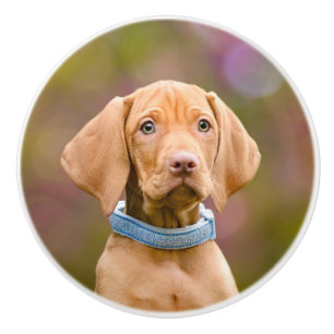 Niedliches puppyeyed Ungar Vizsla Keramikknauf