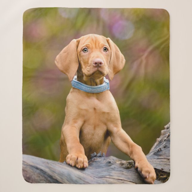 Niedliches puppyeyed Ungar Vizsla Sherpadecke (Vorderseite)