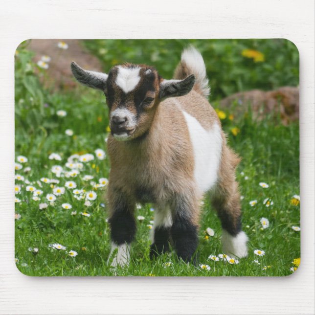 Niedliches Pygmäen-Ziege-Kind in Blume Mousepad (Vorne)