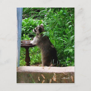 Niedliches Raccoon-Essen bei der Vogelzuführung Po Postkarte