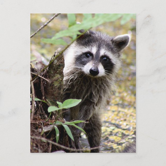 Niedliches Raccoon Foto Postkarte (Vorderseite)