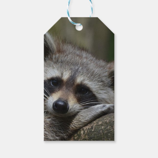 Niedliches Raccoon Geschenkanhänger (Vorderseite)