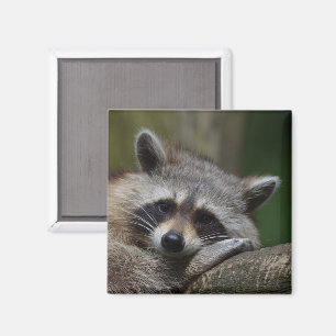 Niedliches Raccoon-Gesicht Magnet