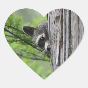 Niedliches Raccoon Herz-Aufkleber