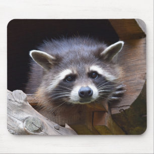 Niedliches Raccoon Mousepad