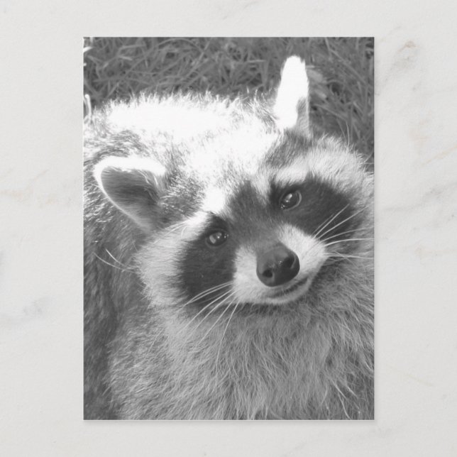 Niedliches Raccoon Postkarte (Vorderseite)