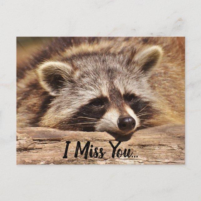 Niedliches Raccoon Postkarte (Vorderseite)