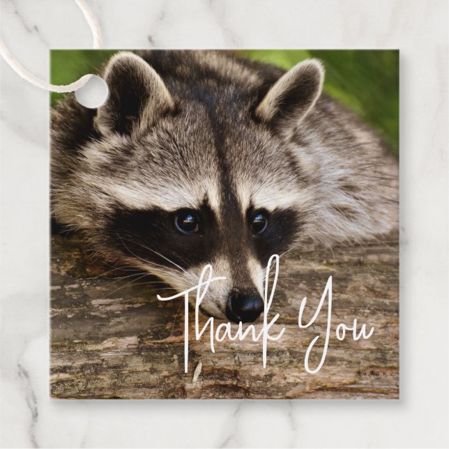 Niedliches Raccoon-Ruhen auf einem Log Vielen Dank Geschenkanhänger (Vorderseite)
