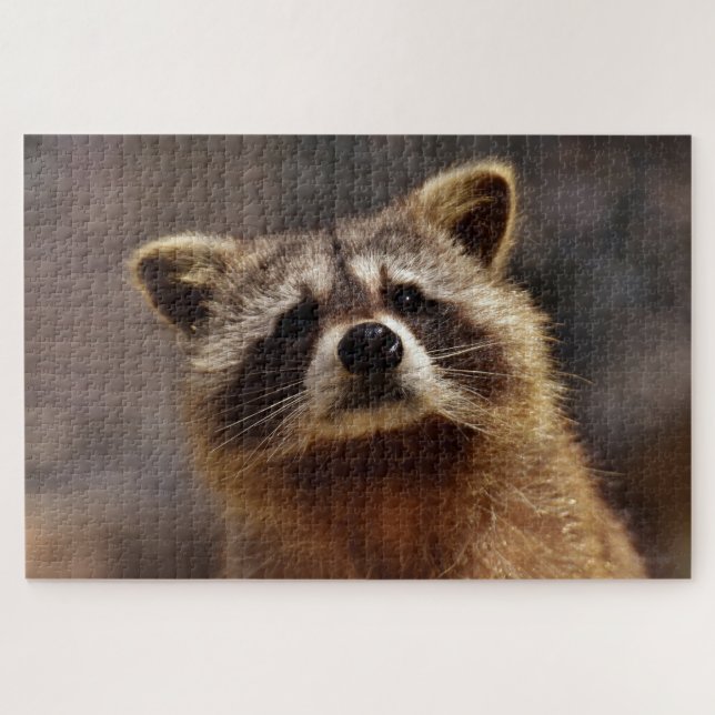 Niedliches Racoon (Horizontal)