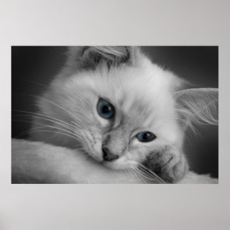 Niedliches Ragdoll Kätzchen Poster