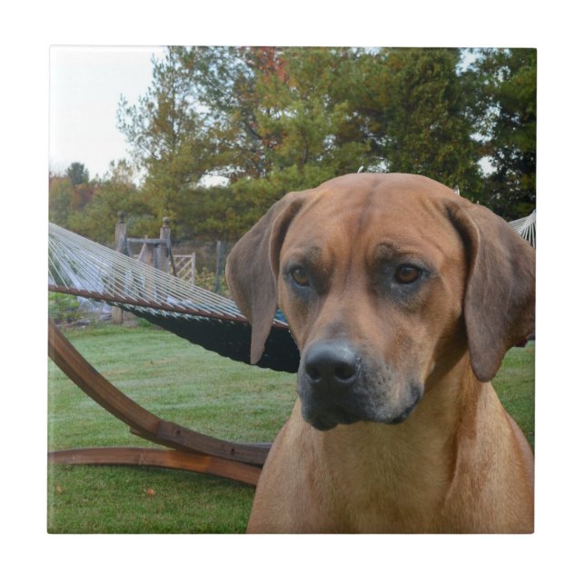 Niedliches Rhodesian Ridgeback Fliese (Vorderseite)