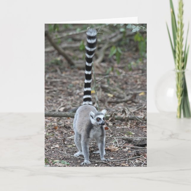 Niedliches Ring-Angebundenes Lemur-Foto Karte (Vorderseite)