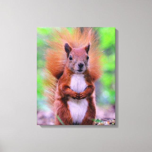 Niedliches Rotes Eichhörnchen-Foto Leinwanddruck (Vorderseite)