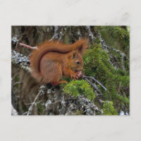 Niedliches Rotes Eichhörnchen-Foto