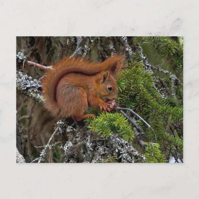 Niedliches Rotes Eichhörnchen-Foto Postkarte (Vorderseite)