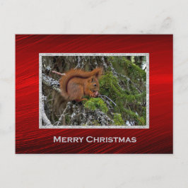 Niedliches Rotes Eichhörnchen Foto Weihnachten Postkarte