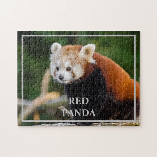 Niedliches Rotes Panda Nature Foto (Horizontal)