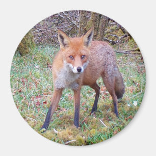 Niedliches Rotfuchs-Kreismagazin Magnet