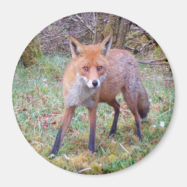 Niedliches Rotfuchs-Kreismagazin Magnet (Vorne)