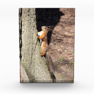 Niedliches Rothörnchen auf einem Baum Fotoblock