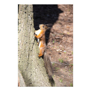 Niedliches Rothörnchen auf einem Baum Fotodruck