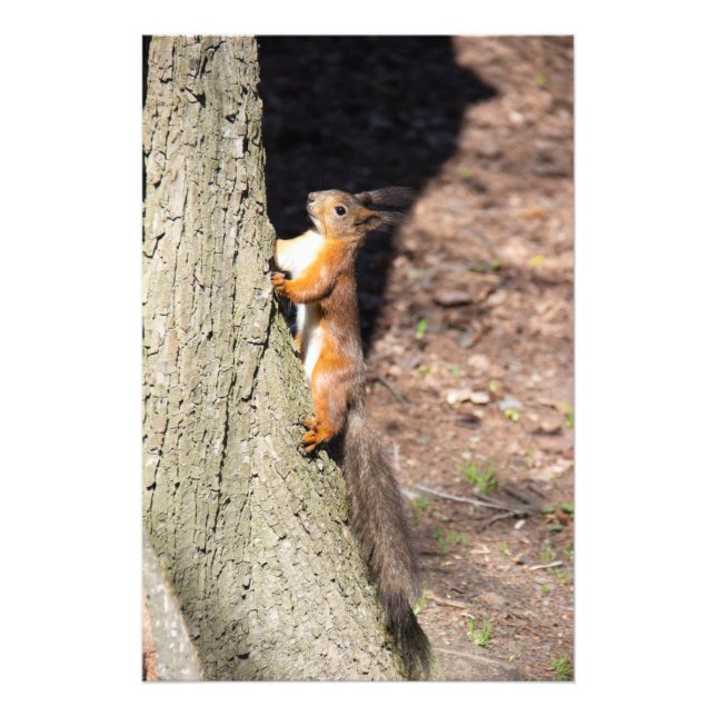 Niedliches Rothörnchen auf einem Baum Fotodruck (Vorne)