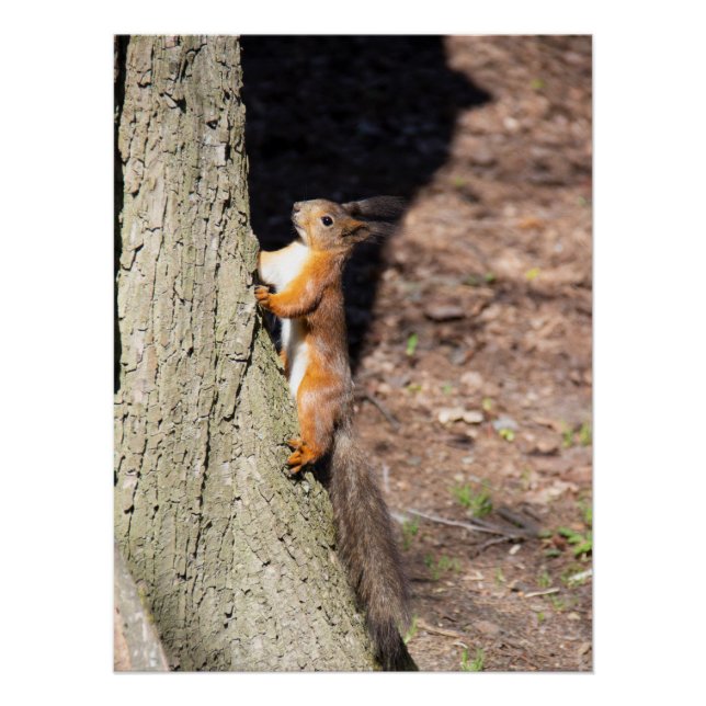 Niedliches Rothörnchen auf einem Baum Poster (Vorderseite)