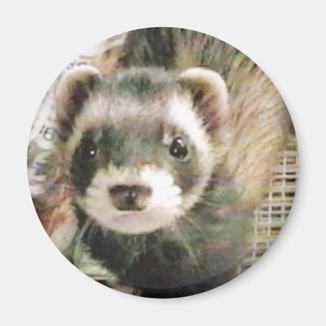 Niedliches Sable Ferret Magnet (Vorne)