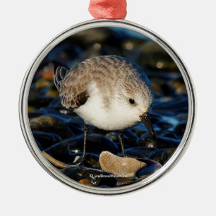 Niedliches Sanderling Sandpiper Enjoys Seaside Din Silbernes Ornament