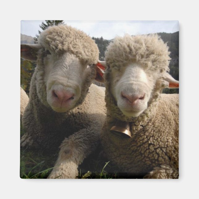 Niedliches Schaf Magnet (Vorne)