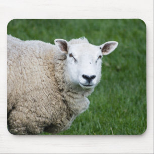 Niedliches Schaf Mousepad