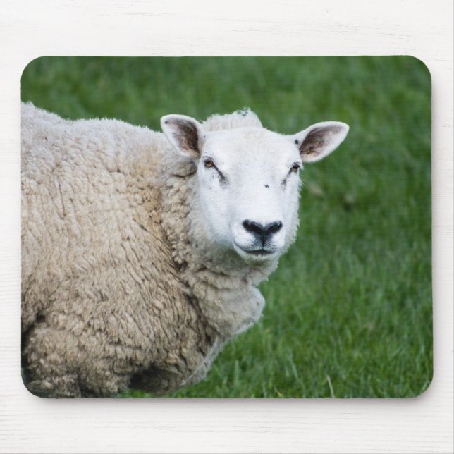 Niedliches Schaf Mousepad (Vorne)