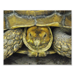 Niedliches Schildkröten-hallo Plakat Fotodruck