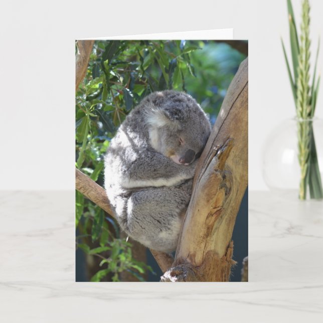 Niedliches Schlafen Koala in Bäumen Karte (Vorderseite)