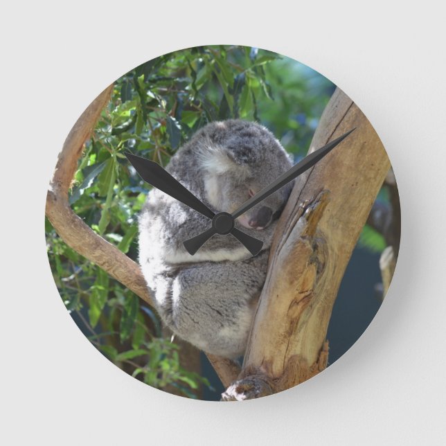 Niedliches Schlafen Koala in Bäumen Runde Wanduhr (Vorderseite)