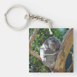 Niedliches Schlafen Koala in Bäumen Schlüsselanhänger