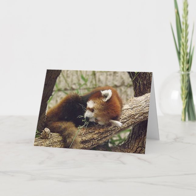 Niedliches Schlafen Roter Panda mit Essen im Mund Karte (Vorderseite)